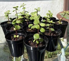 Portulacaria Afra / Dwarf Jade