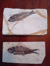 Knightia Alta Eocene Fish Fossil USA