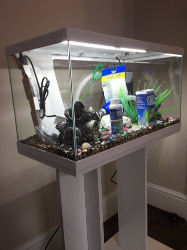 Brand new fish - **brand, new**