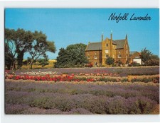 Postcard Norfolk Lavender