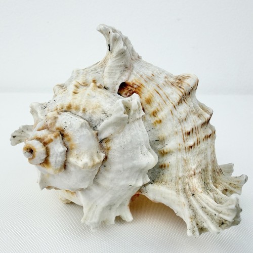 Ramose murex chicoreus - ramose,