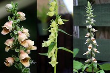 Digitalis lutea, ferruginea