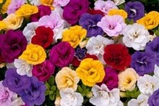 6 Trailing Calibrachoa Double
