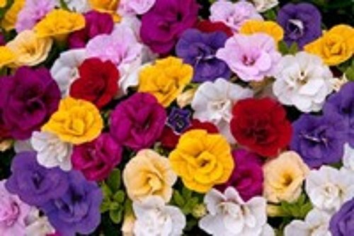 Trailing calibrachoa double - 6,