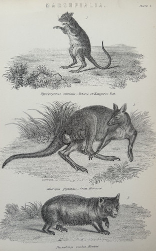 Antique print kangaroo - kangaroo, wombat