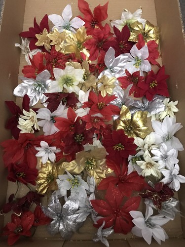 50x mix poinsettia - 50x, flower