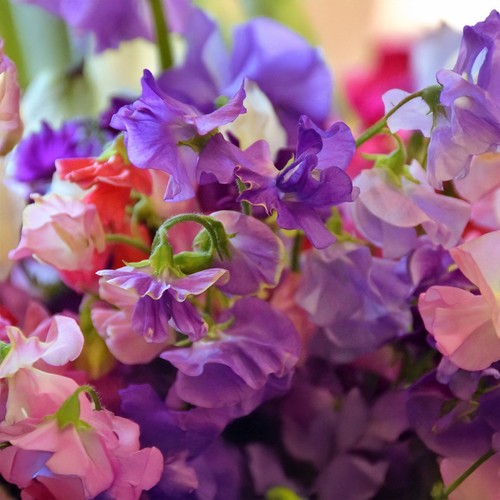 Sweet pea royal family mix - sweet,