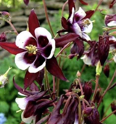 Plug plants aquilegia - plug,