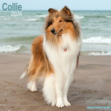 Collie 2026 Calendar | Dog
