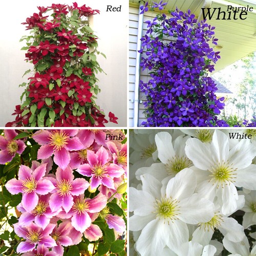50pcs set mix beautiful - 50pcs/set,