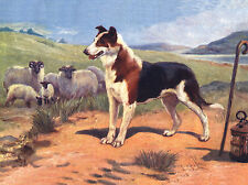 SMOOTH COLLIE LOVELY DOG