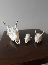 FALLOW PRICKET MUNTJAC BUCK DEER FOX SKULLS Animal Taxidermy Antlers Bundle