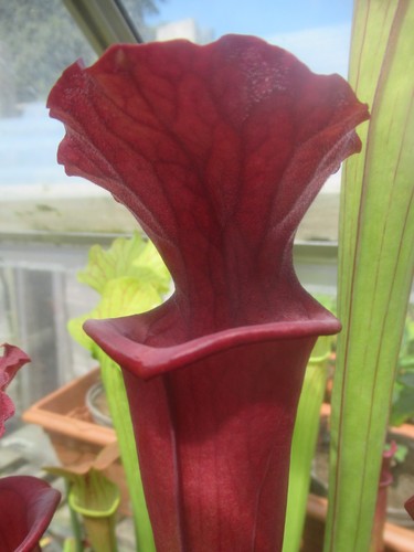 Sarracenia lynda butt - butt, x