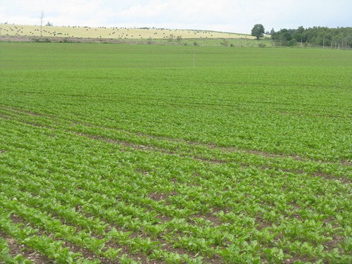 Photo crop fields at - a3,