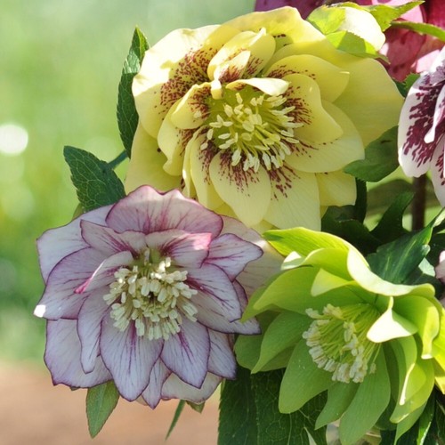 Hellebore breeder s - hellebore, mix'
