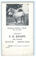 Percheron Stallion "Mack"