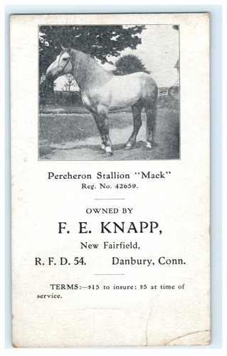 Percheron stallion mack - percheron,