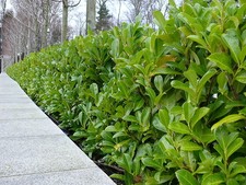 10 Cherry Laurel Hedging Plants 30-40cm Tall Potted