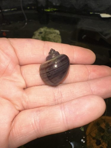 Live premium purple mystery - premium,