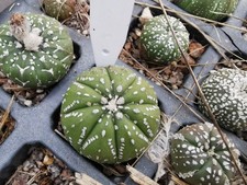 Astrophytum asterias