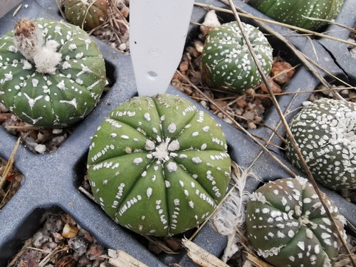 Astrophytum asterias