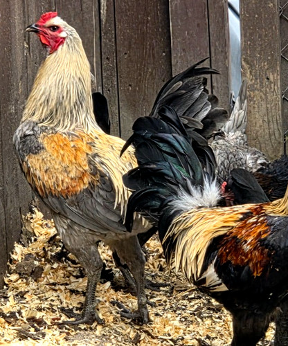 Lotx6 eggs npip - eggs,
