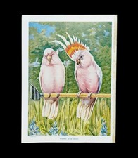 Antique 1920s Pink Cockatoo