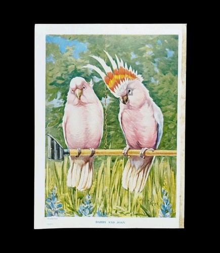 Antique 1920s pink cockatoo - pink,