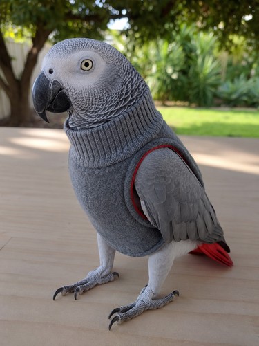 African grey bird - bird, vest