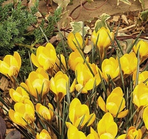 12large flowering dorothy - 12large,