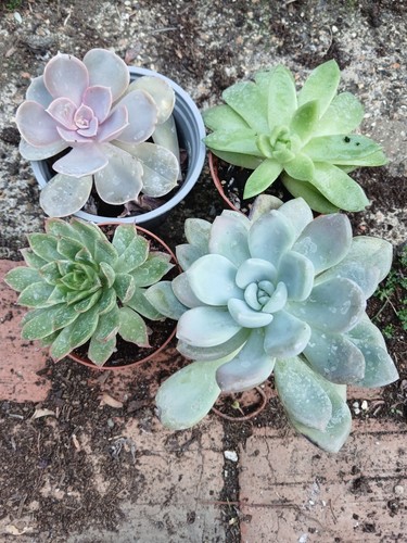 Joblot collection 4 - collection,