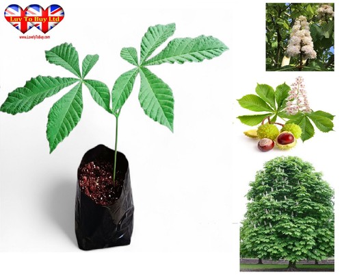 Horse chestnut tree aesculus - chestnut,