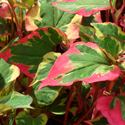 Houttuynia cordata chameleon - houttuynia,