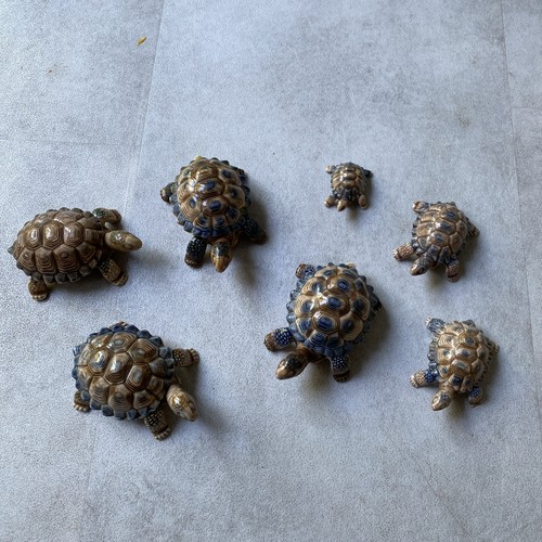 Wade vintage tortoises - wade, 4
