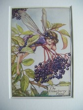 The elderberry fairy vintage - elderberry,
