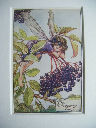 The elderberry fairy vintage - the,