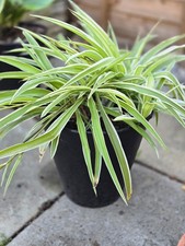 Variagated Spider Plant In A