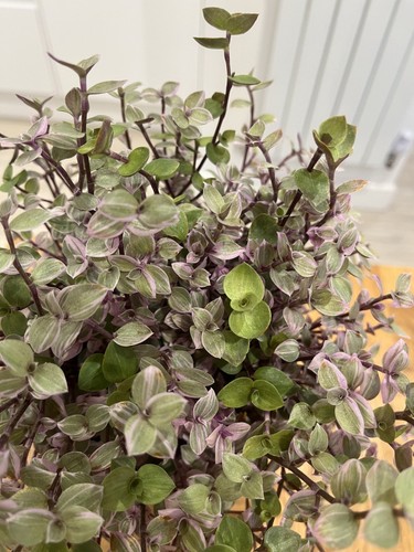 Tradescantia callisia repens - tradescantia,