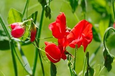Flower - Sweet Pea - Old Spice King Edward VII - 10 Seeds
