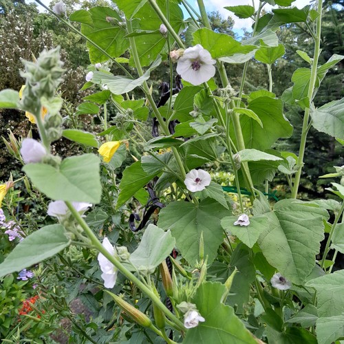 Large white marsh mallow - large,