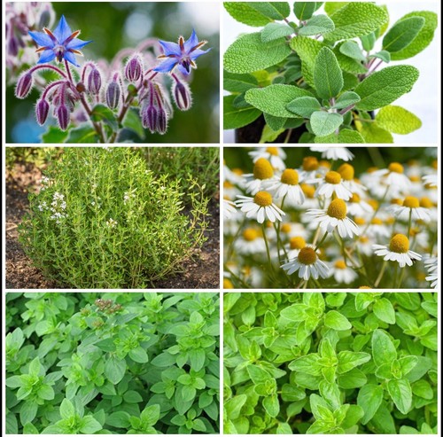 Herb plug plant - plug, pack