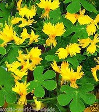 NASTURTIUM/ CANARY CREEPER