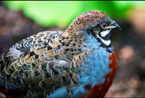 Button quail hatching - 10+,