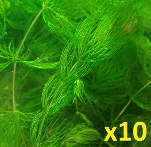 Hornwort aquatic plant - hornwort,
