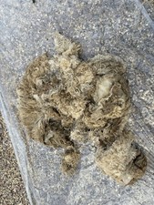 Sheep Fleece Raw - Blue Faced Leicester Breed