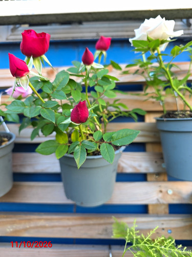 Potted rosa rose plant - potted,