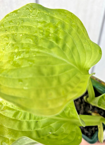 Hosta adorable perennial - hosta, 'adorable'