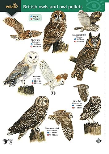 Wildlife world british owls - world,