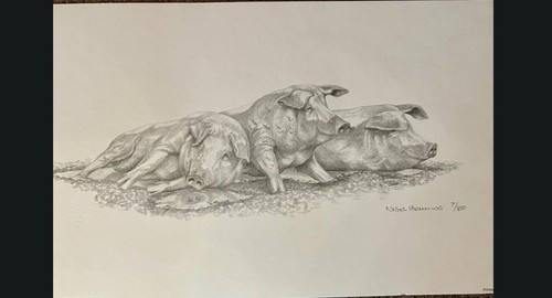 Nigel hemming pencil drawing - nigel,
