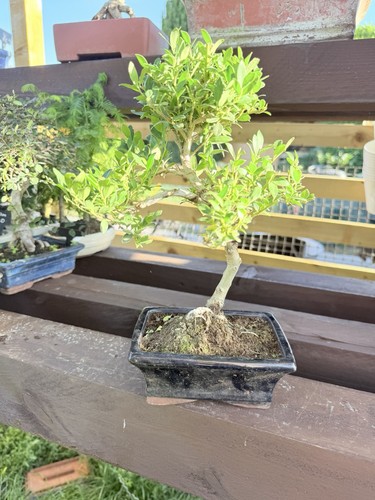 Japanese holly - japanese,